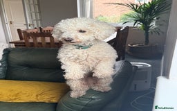 Poochon dogs for sale: Beautiful Poochon Puppies – Ready for Viewing - Image 22