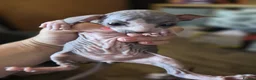 Sphynx cats for sale: Gorgeous sphynx kittens for sale - Advert 16