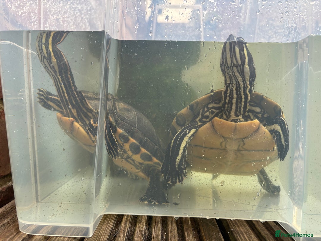 Terrapin reptiles for sale: Terrapins - Image 6