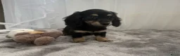 Miniature Dachshund dogs for sale: Beautiful long coat puppies ready now - Advert 9