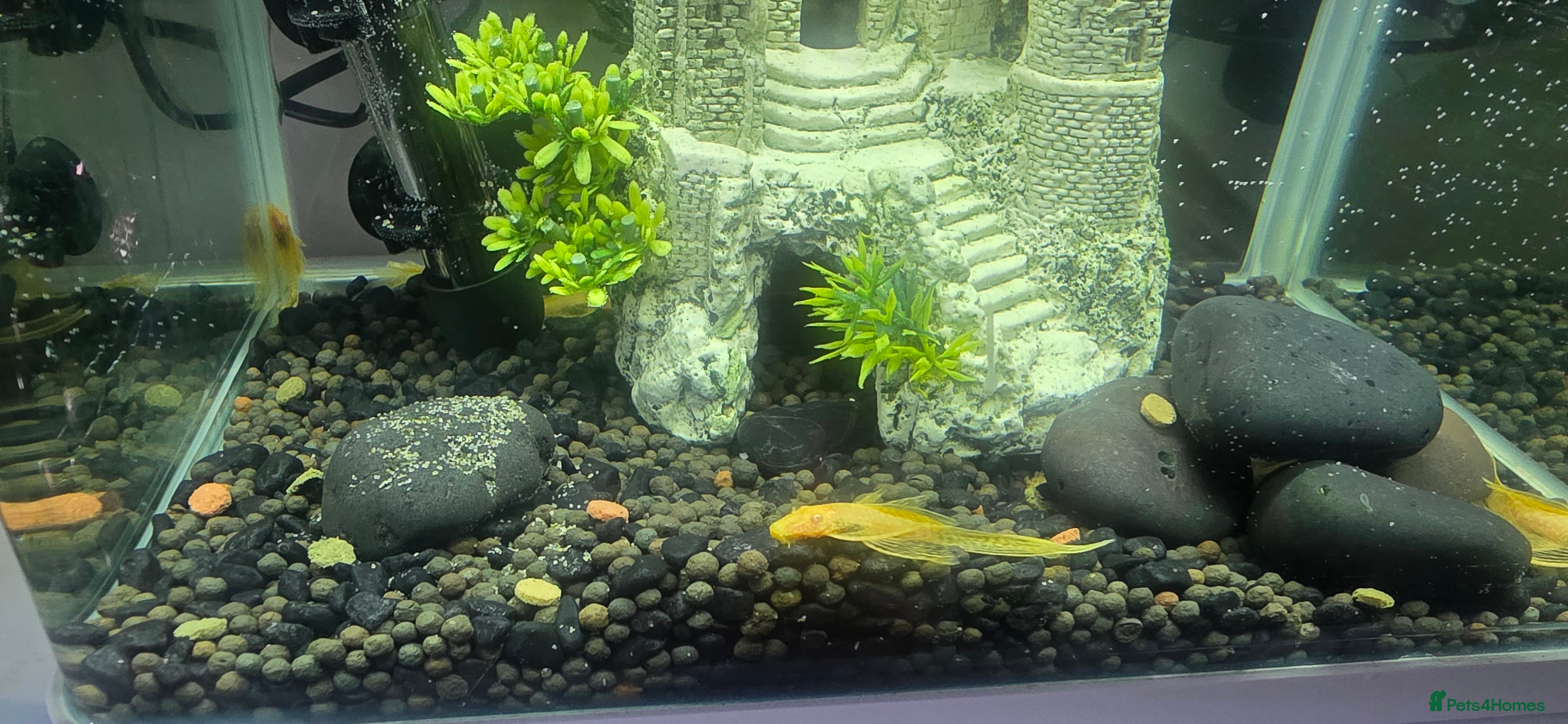 Plecos fish Angel wing bristlenose albino  baby's  - Advert 1
