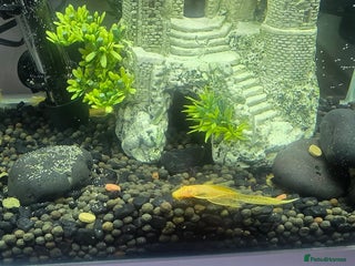 Plecos fish Angel wing bristlenose albino baby's - Advert 1