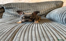 French Bulldog dogs for sale: French bulldog puppie - Advert 7