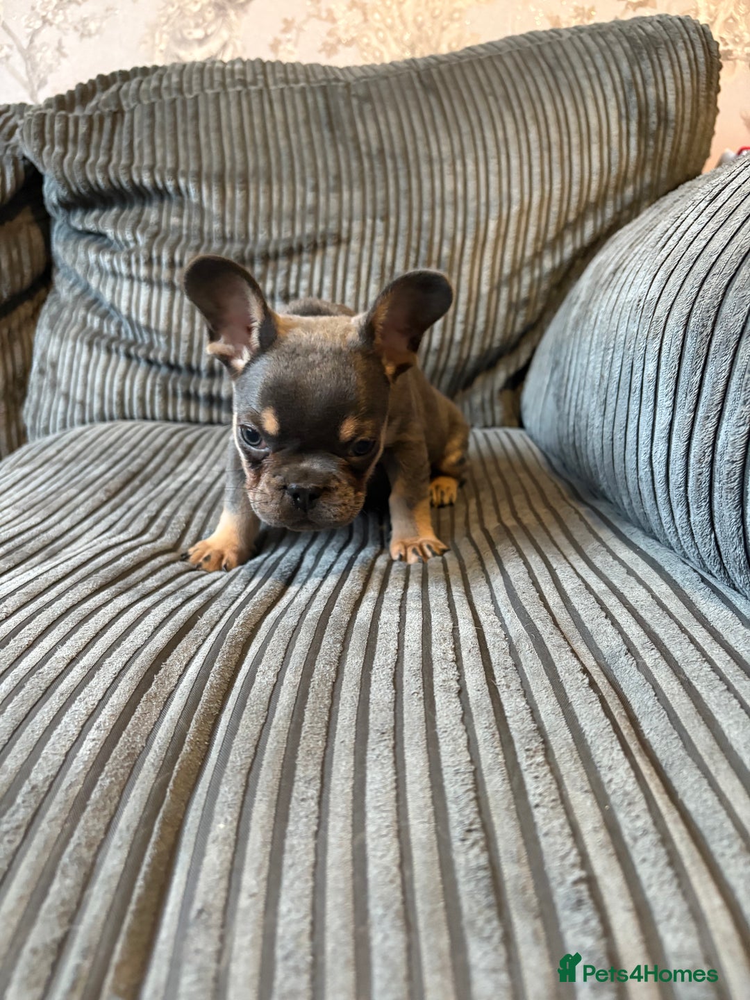 French Bulldog dogs for sale: French bulldog puppie - Advert 7
