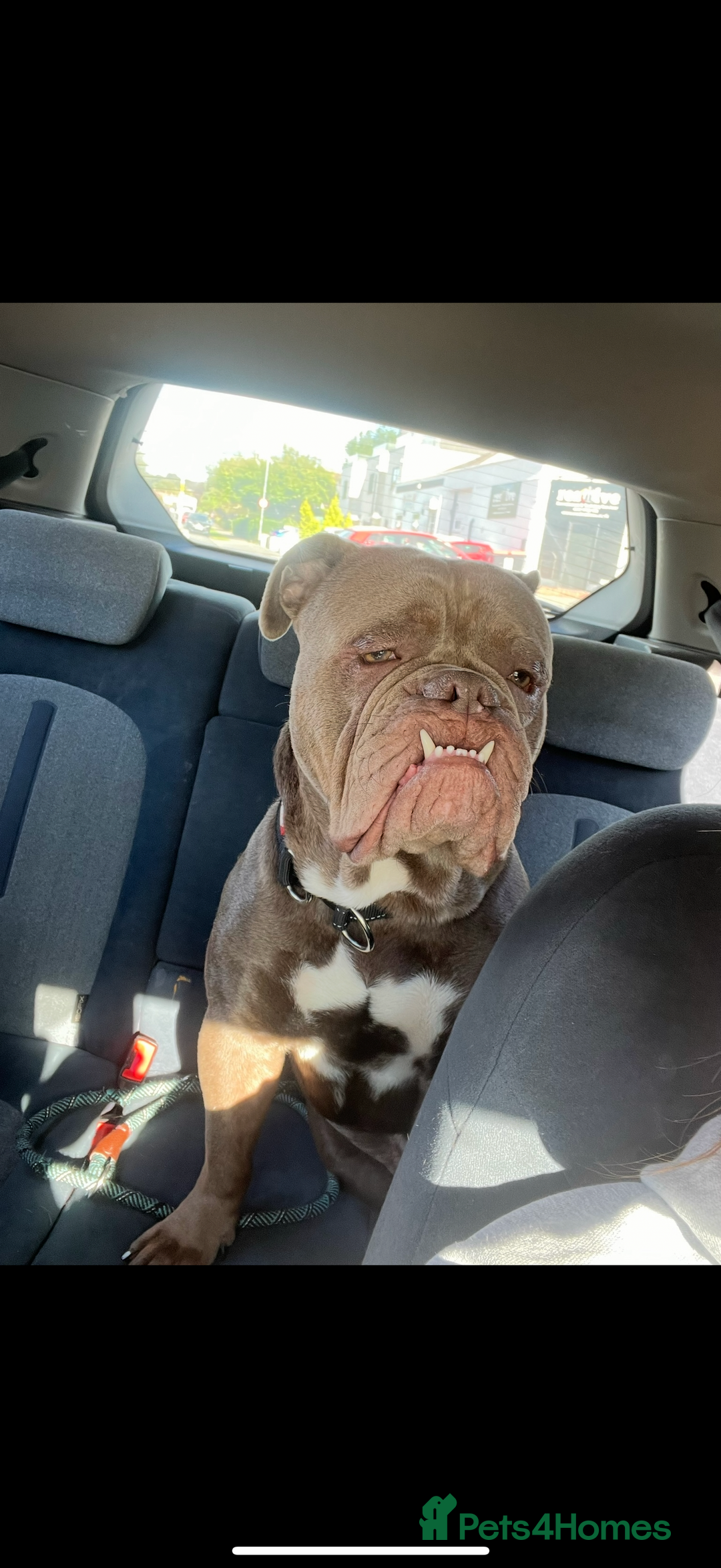 Dorset Olde Tyme Bulldogge dogs for stud: Rolo  - Image 6