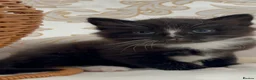 Domestic Shorthair cats for sale: Adorable Tuxedo Kittens Looking For New Homes - Advert 15