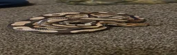 Python Snake reptiles for sale: Het Pied Ball Phython  - Advert 10