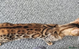 Bengal cats for sale: Female for adoption  - Image 2