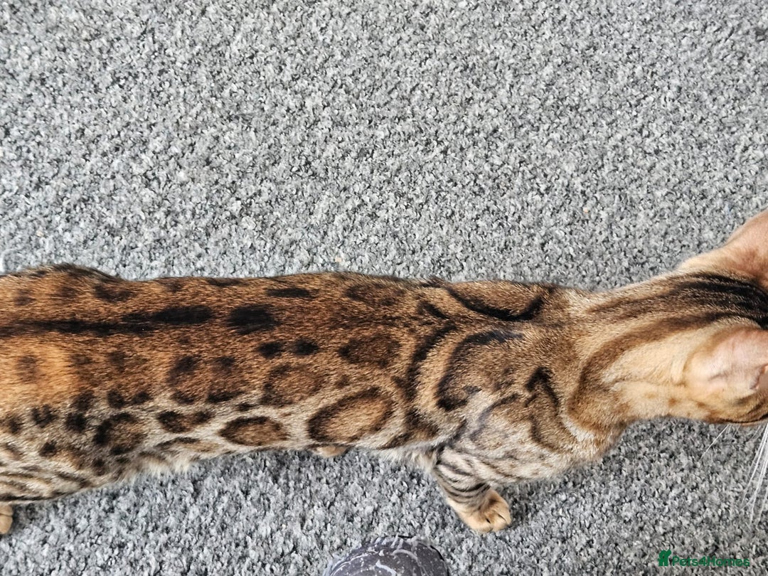 Bengal cats for sale: Female for adoption  - Image 2