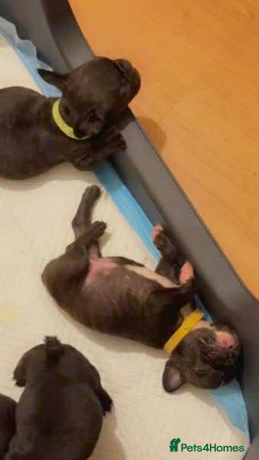 French Bulldog dogs for sale: French puppies  - Advert 16