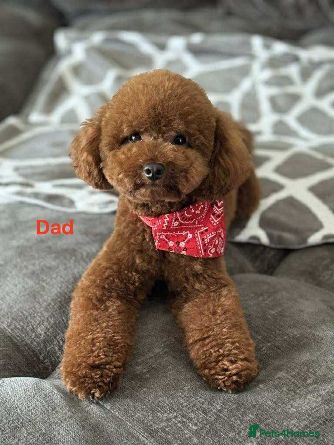 Toy Poodle dogs for sale: Toy poodle puppies - Advert 7