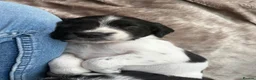 English Springer Spaniel dogs for sale: English springer spaniel puppies - Advert 7