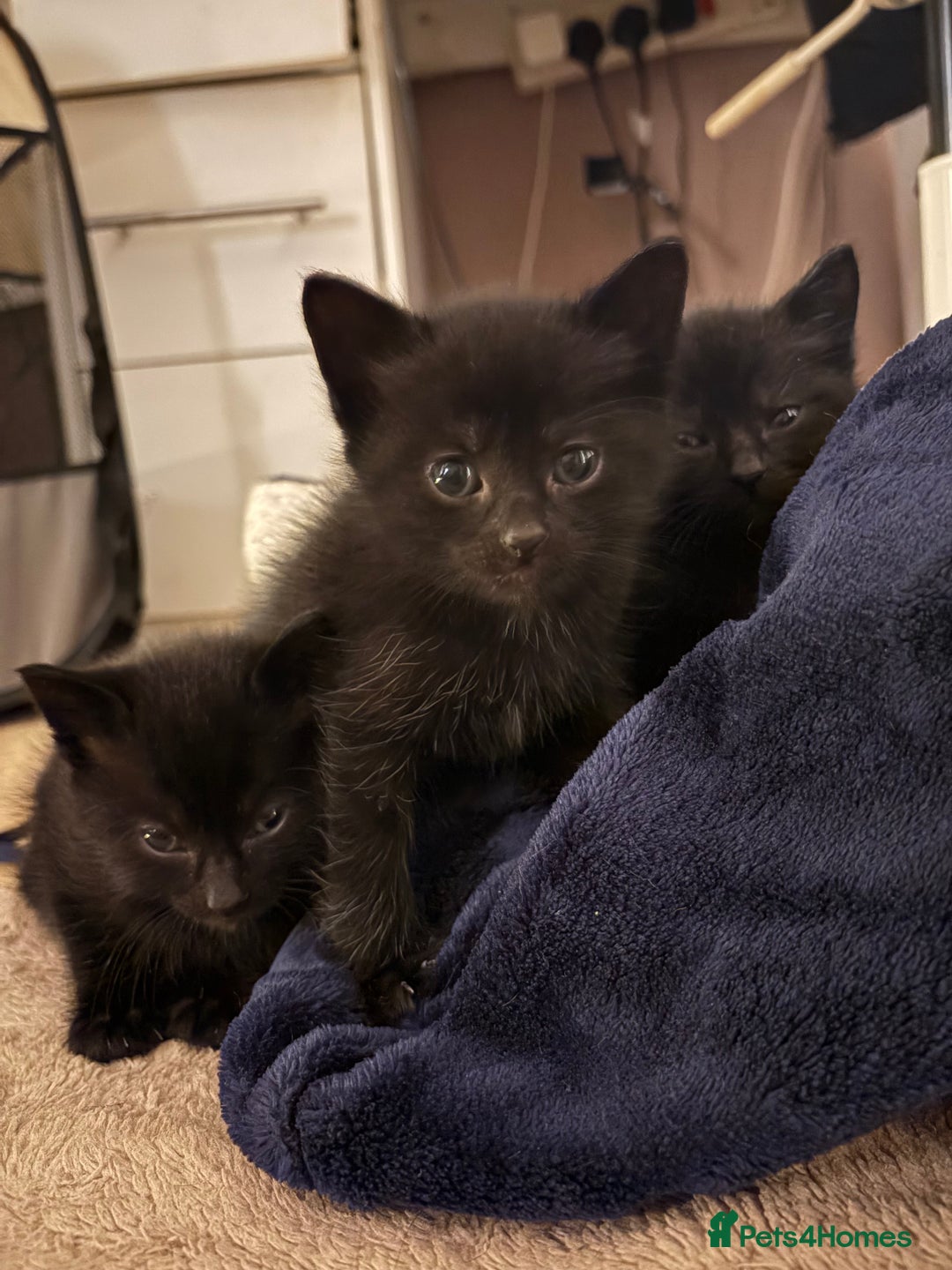British Shorthair cats for sale: 3 beautiful black kittens for sale  - Advert 2