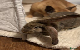 Continental Giant rabbits for sale: Hi, this is Míro, the Continental Giant! - Image 11