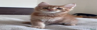 Maine Coon 2