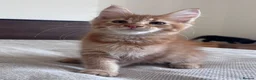 Maine Coon cats for sale: Maine Coon active kittens - Advert 18
