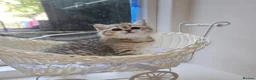 Scottish Fold cats for sale: Tica full pedigree scottish fold kittens london  - Advert 14