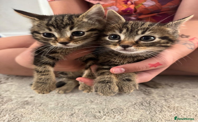 British Shorthair cats - Advert 1