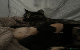 Mixed Breed cats for sale: 5 beautiful furry little kittens  - Image 5