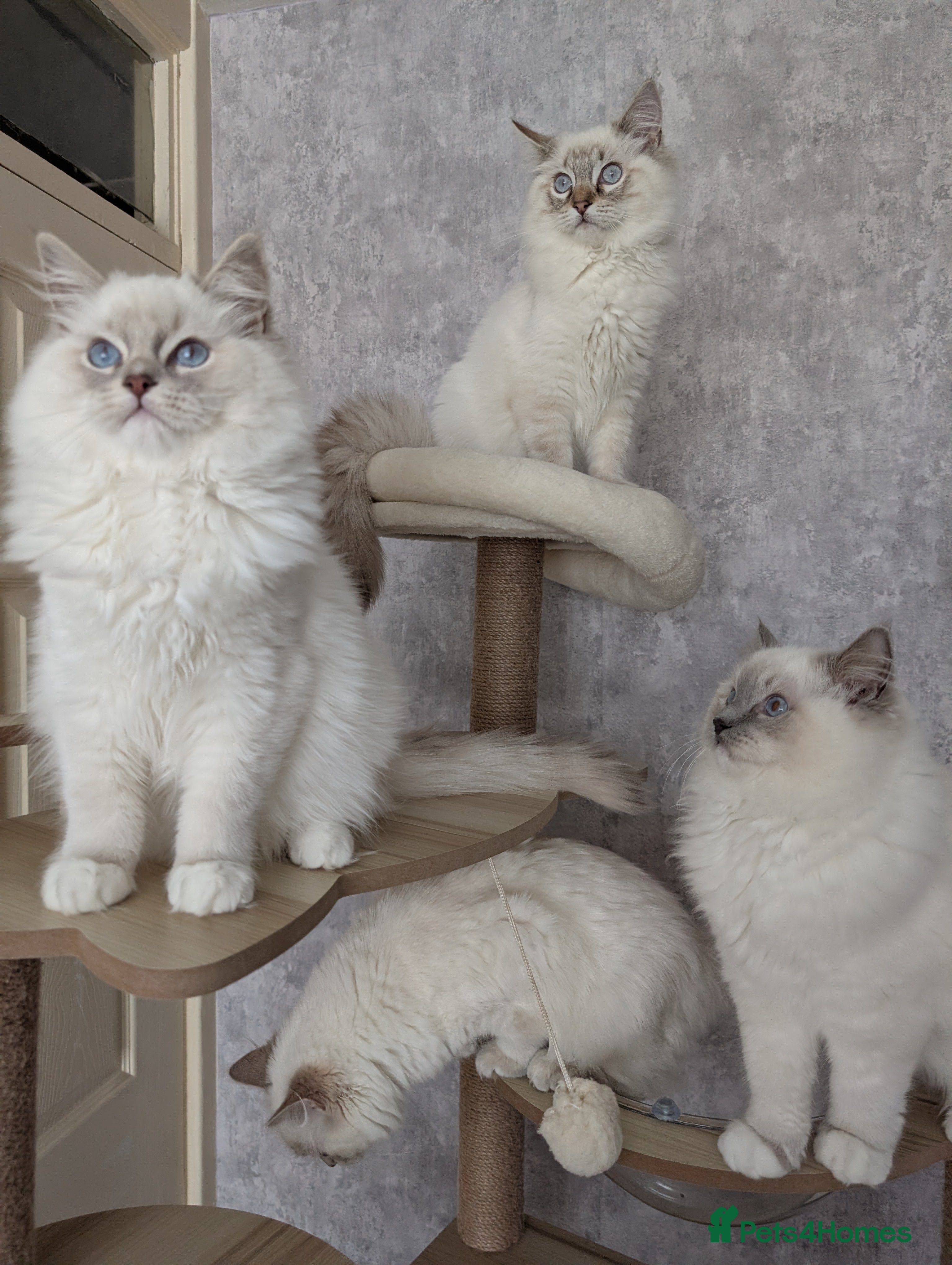 Ragdoll cats for sale: For breeding  - Advert 1