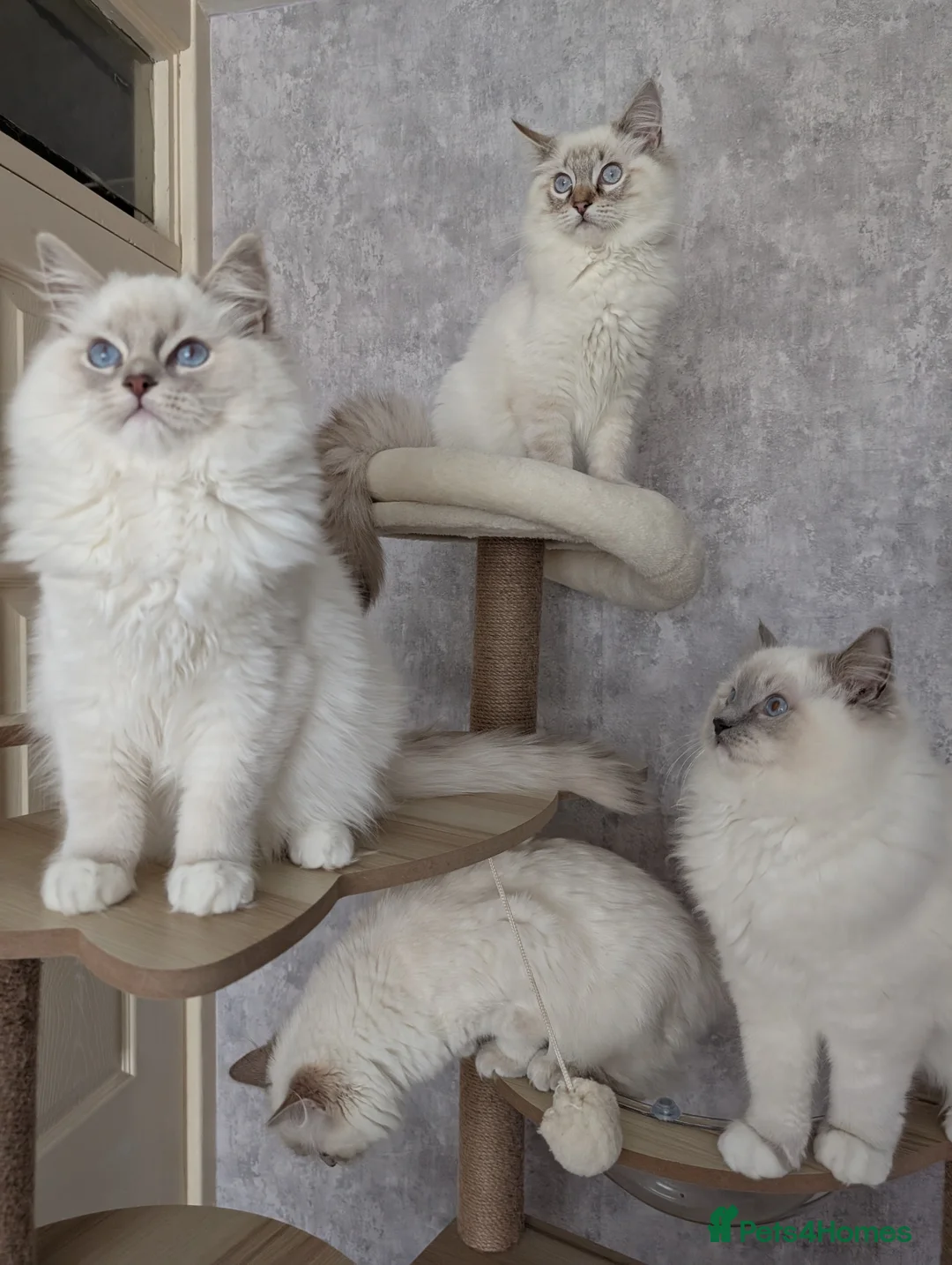 Ragdoll cats for sale: For breeding  - Advert 1