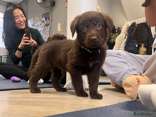 Mixed Breed dogs Beautiful Puppies – Few Left! - Advert 17