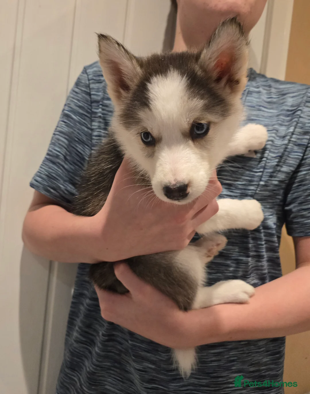 Siberian Husky dogs for sale: Ready Now last 2 girls left in litter - Advert 14