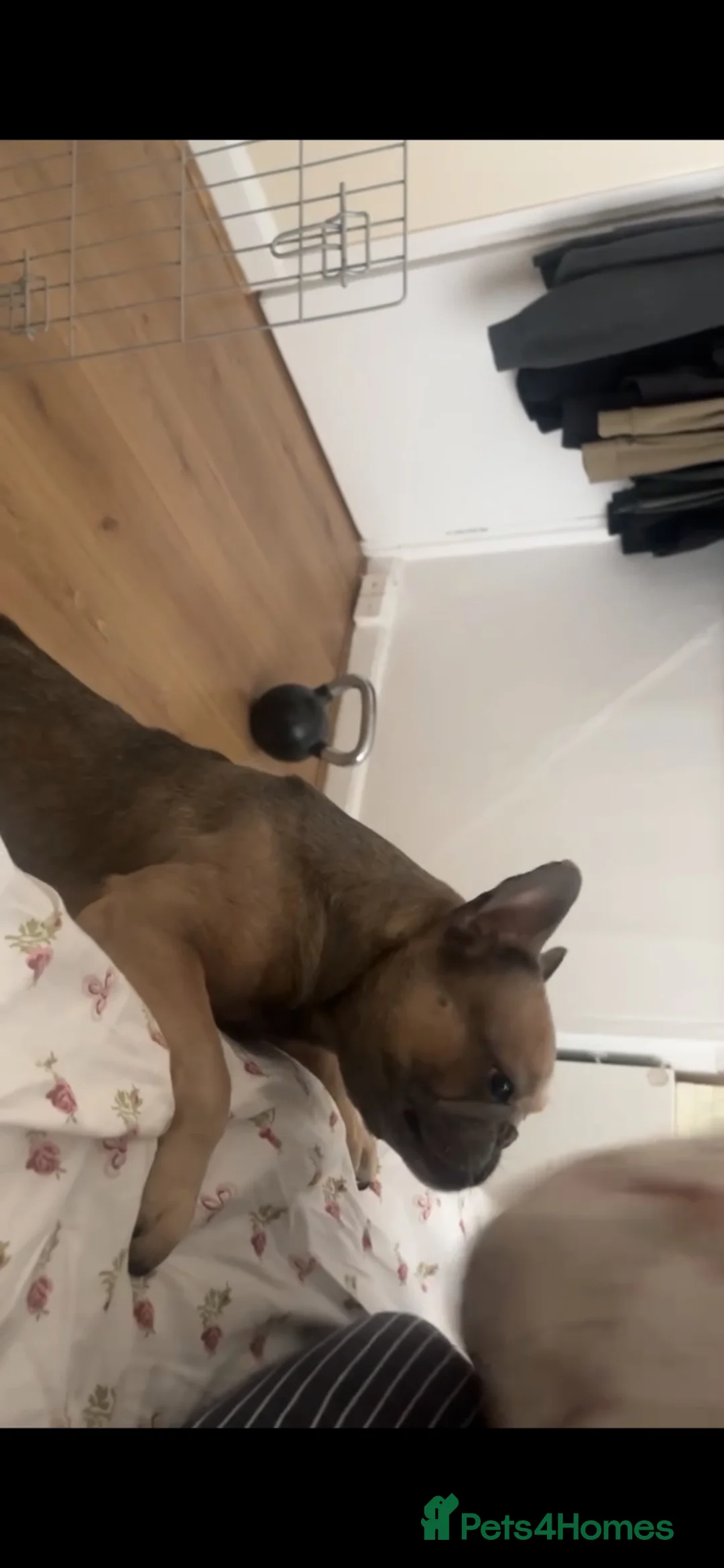 French Bulldog dogs for sale: French bulldog for sale  - Advert 5
