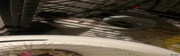 Rat rodents for sale: 6 female rats with cage  - Advert 4
