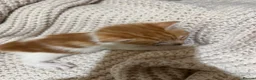 American Shorthair cats for sale: Cuddly Cute Kalic Kittens🐾 - Advert 40