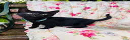 Mixed Breed cats for sale: *READY NOW* 5 Beautiful, Confident Kittens - Advert 16