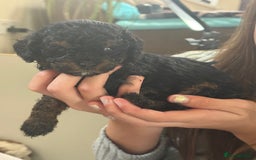 Cavapoo dogs for sale: 2 adorable male Cavapoo Puppies ! 🐾 - Image 26