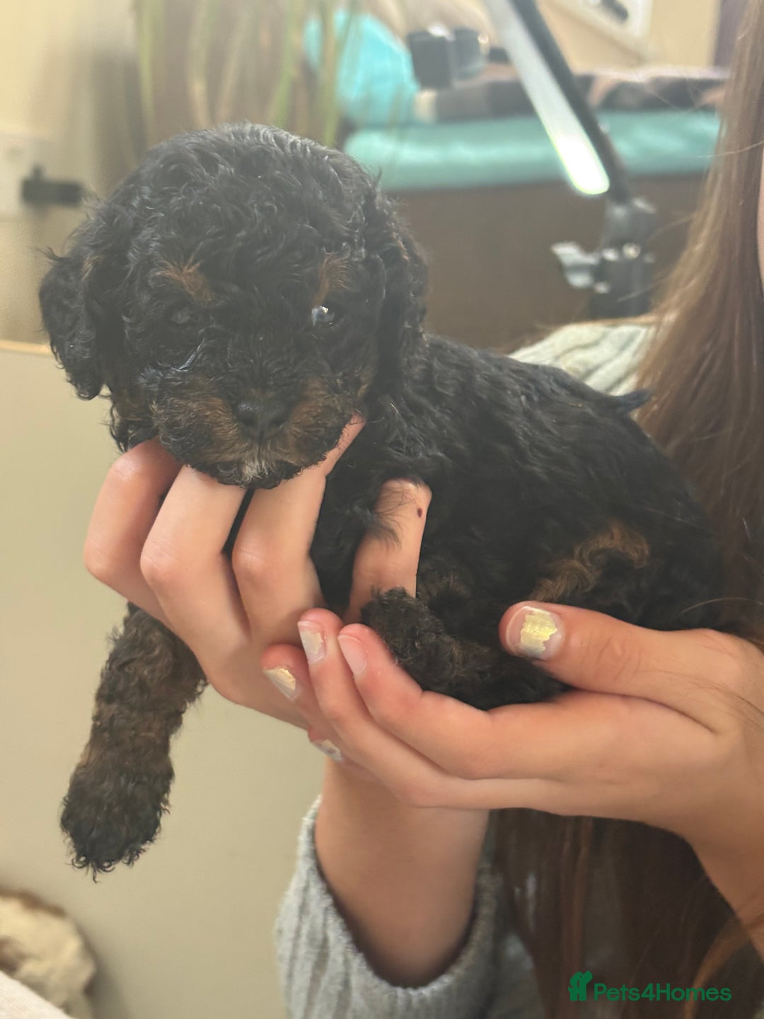 Cavapoo dogs for sale: 2 adorable male Cavapoo Puppies ! 🐾 - Image 26