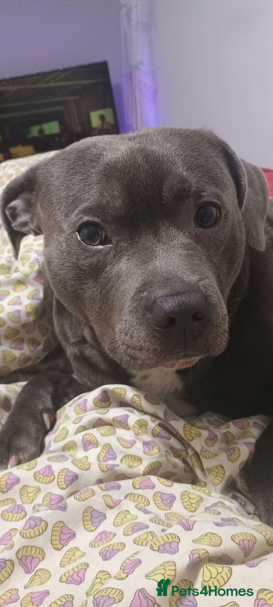 Staffordshire Bull Terrier dogs Boy Blue Staffordshire ready for stud  - Advert 1