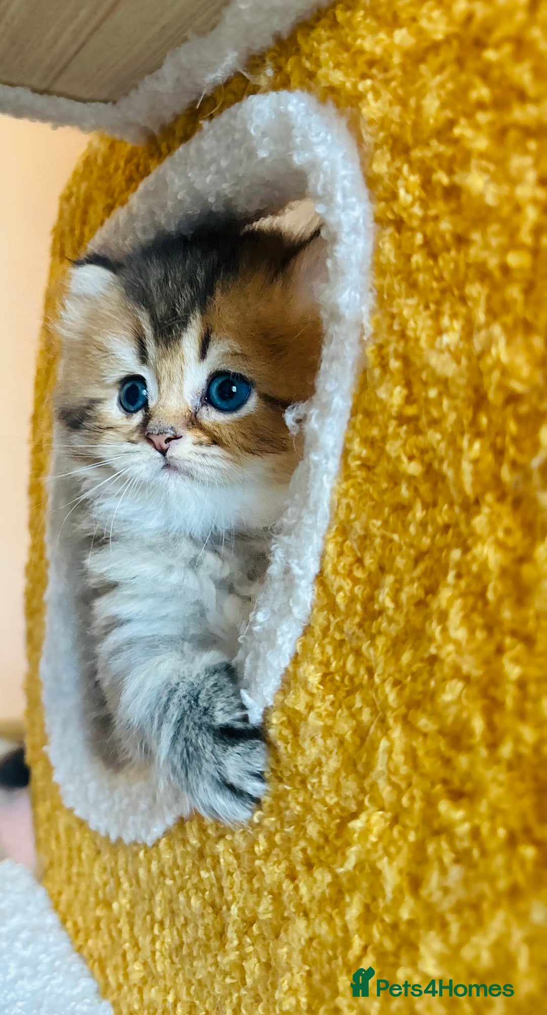 Scottish Fold cats for sale: 🌟🌟🌟🌟🌟Pedigree Scottish Fold Kittens - Advert 22