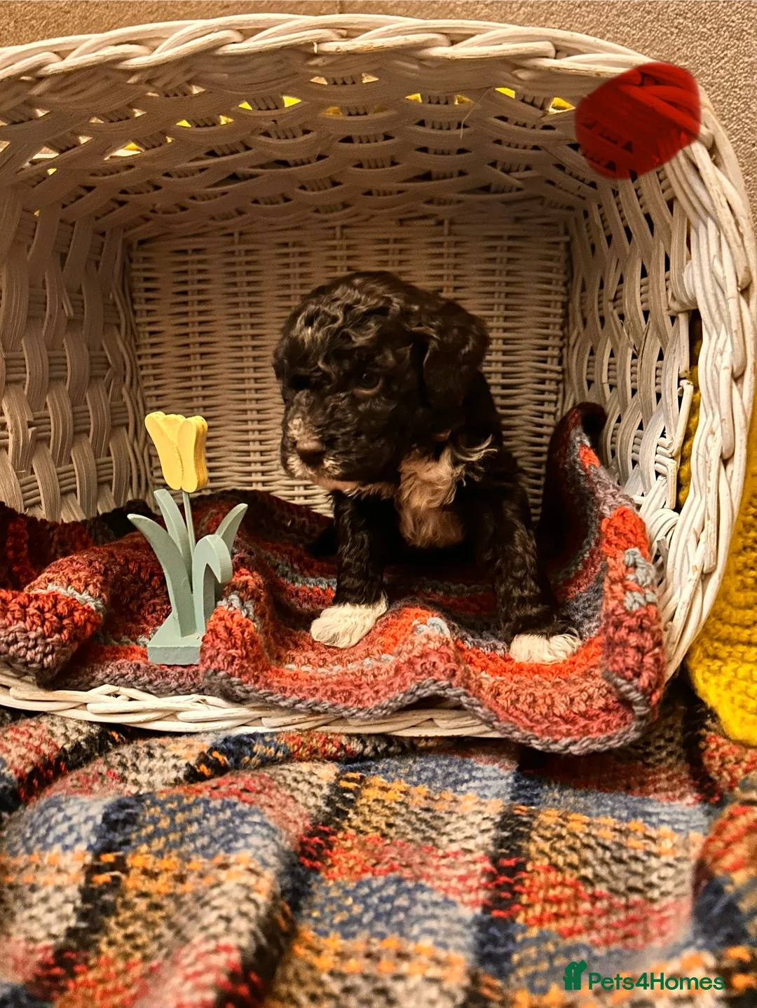 Lagotto Romagnolo dogs for sale: Spring Lagotto Romagnolo puppies - Advert 11