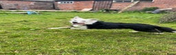 Border Collie dogs for sale: FOR REHOMING: Griff – 3-year-old Border Collie - Advert 3