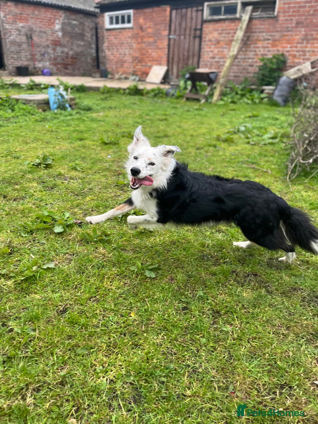 Border Collie dogs for sale: FOR REHOMING: Griff – 3-year-old Border Collie - Advert 3
