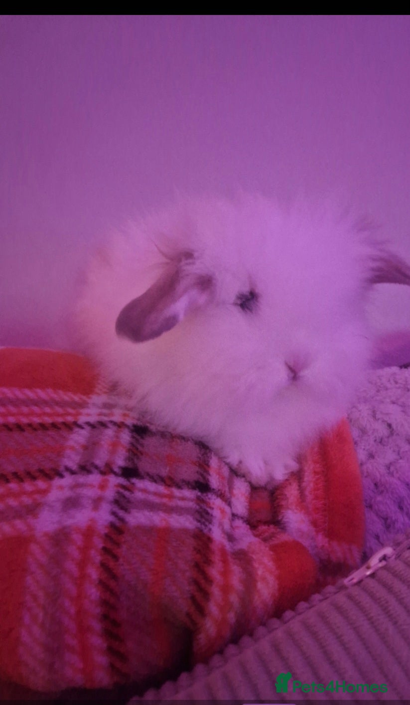 Lionhead rabbits White  lionhead  - Advert 1