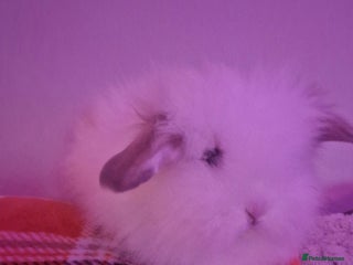 Lionhead rabbits White lionhead - Advert 1