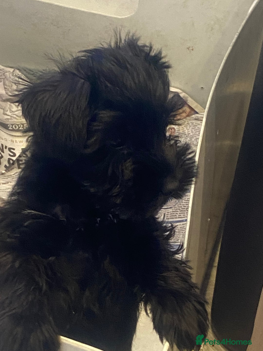 Miniature Schnauzer dogs for sale:  black Miniature schnauzer girl pup kc reg - Image 12