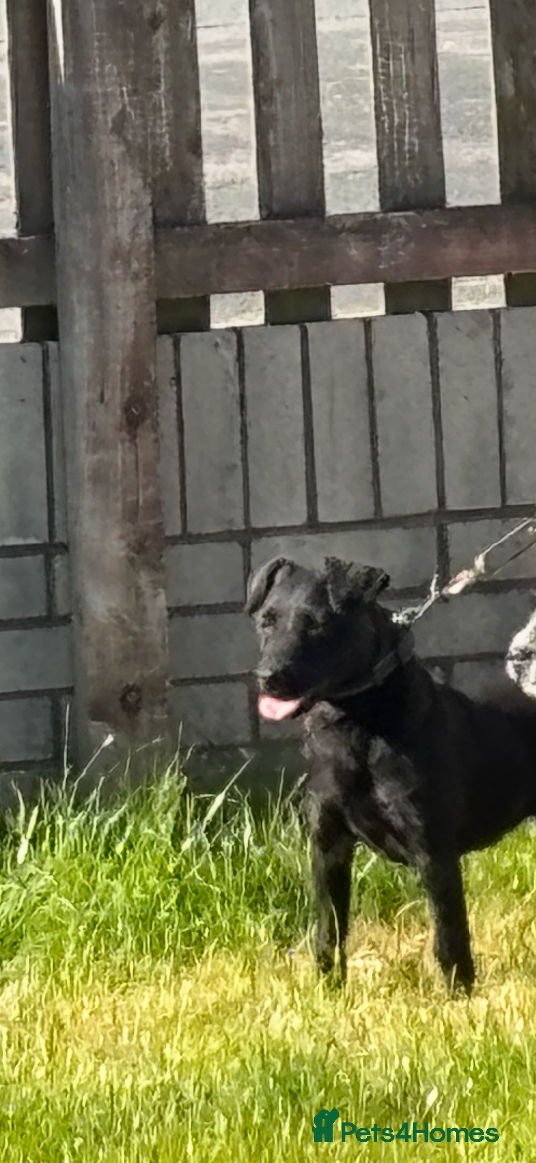 Patterdale Terrier dogs for sale: Patterdale terrier bitch  - Advert 1