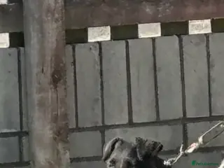 Patterdale Terrier dogs Patterdale terrier bitch - Advert 5