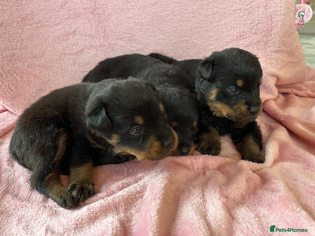 Rottweiler dogs for sale: 🤎🖤🦍 KC REGISTERED 5 ⭐️ BREEDER - Advert 15
