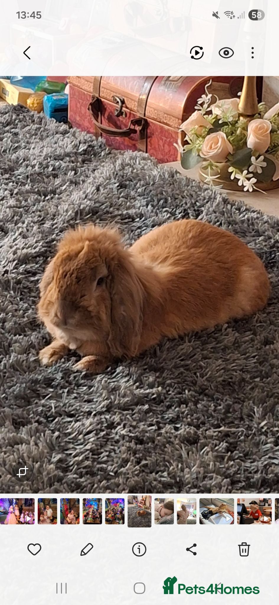English Lop rabbits Rabbit - Advert 1