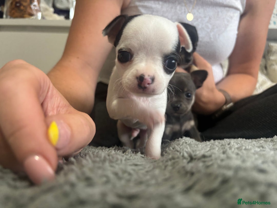 Chihuahua dogs for sale: Tiny cute chihuahua puppies  - Image 8