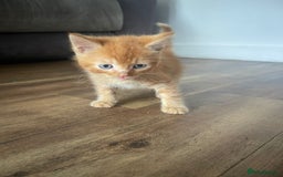 Mixed Breed cats for sale: Beautiful kittens  - Image 16