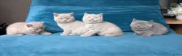 British Shorthair cats for sale: GCCF REGISTERED OUTSTANDING BRITISH SHORTHAIR  - Advert 17