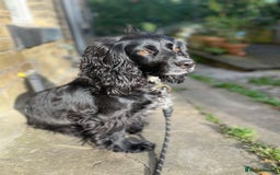 Cocker Spaniel dogs for sale: Loving and Sweet Cocker Spaniel for Adoption - Image 4