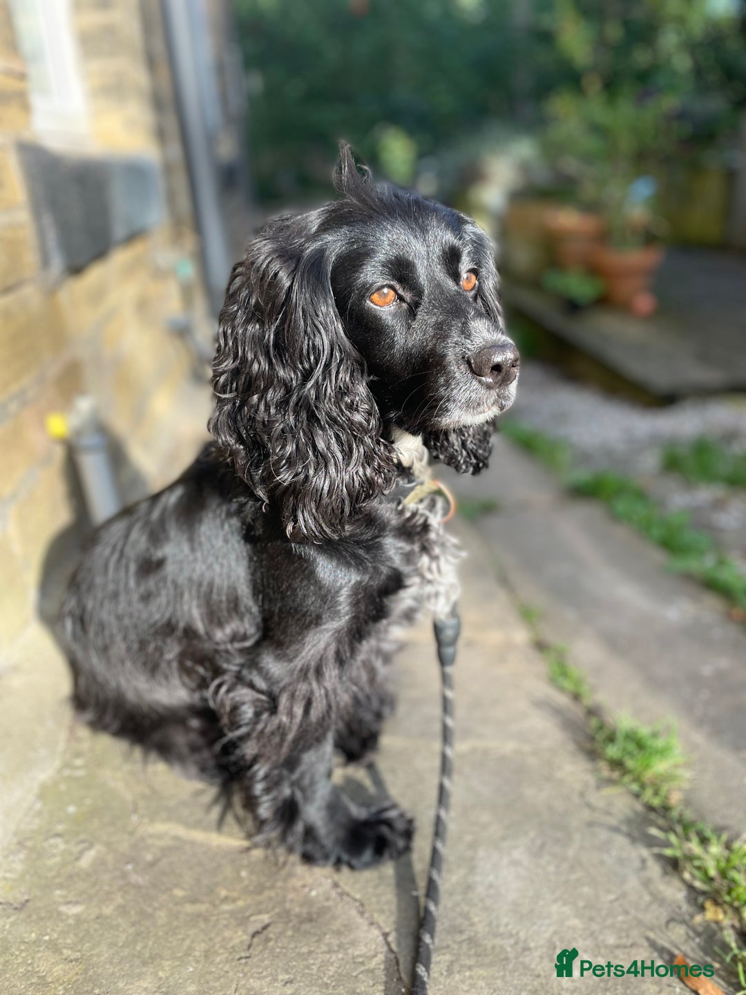 Cocker Spaniel dogs for sale: Loving and Sweet Cocker Spaniel for Adoption - Image 4